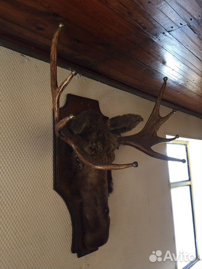 Чучело головы лося, рога оленя