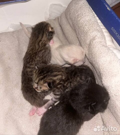 Котята