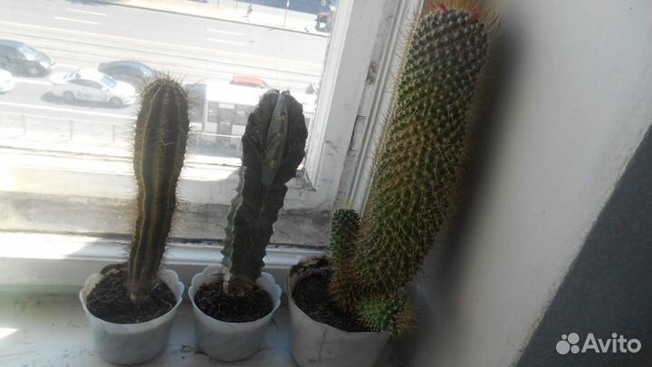 Молочай трехгранный