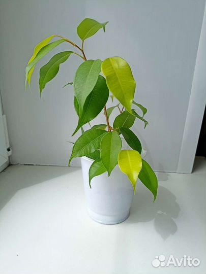 Фикус Бенджамина