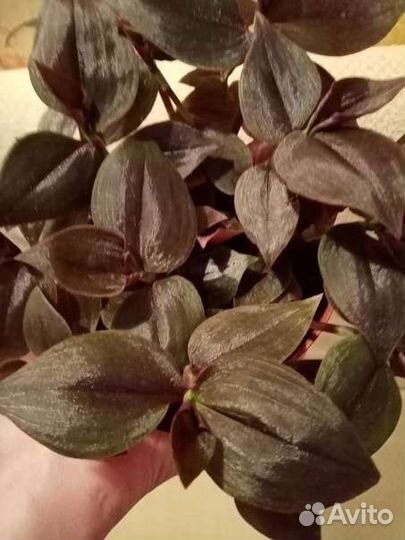 Много интересных растений