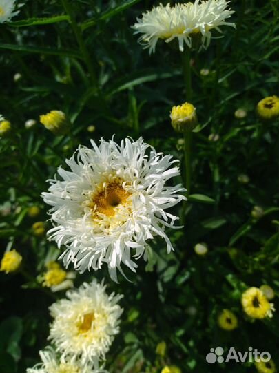 Многолетники для сада