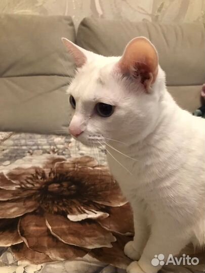 Отдам кошку