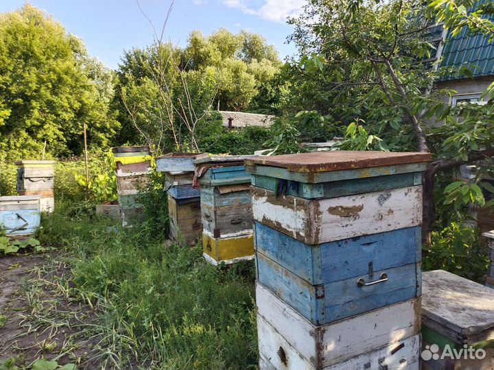 Мед цветочный 2023 г, доставка