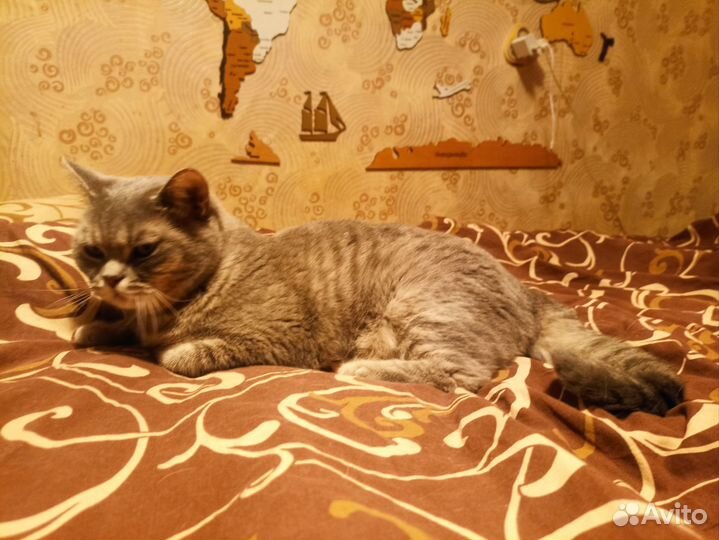 Передержка собак в домашних условиях