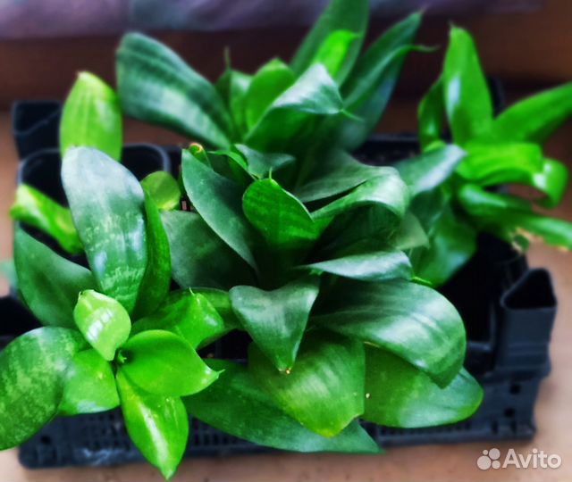 Сансивиерия