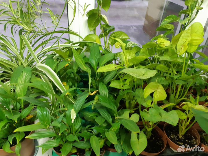 Горшочные цветы