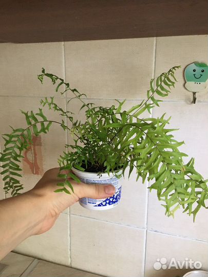 Папоротник 