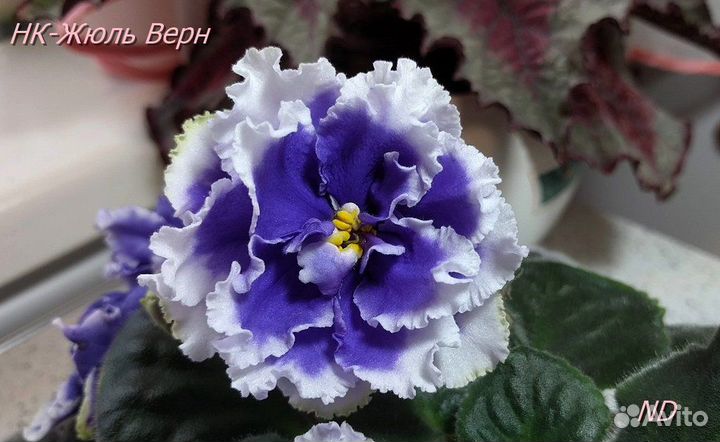 Сортовые фиалки цветущие