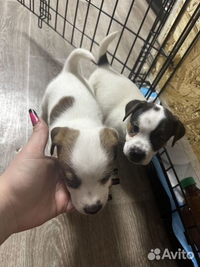 Щенки джек рассел терьер гладкошерстный