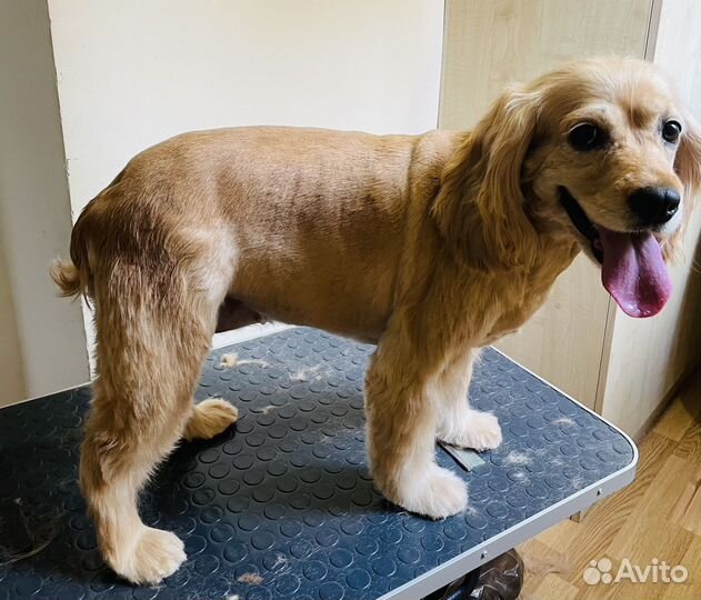 Стрижка Ваших Любимцев