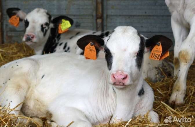 Телята бычки