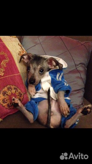 Китайская хохлатая собака