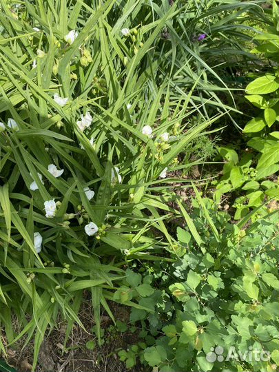 Традесканция Шарлотта,Колокольчик садовый, Монарда