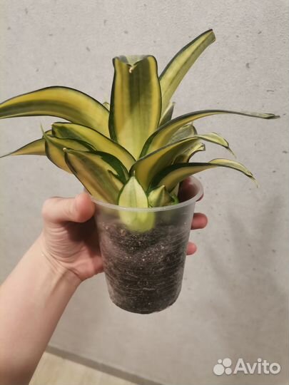 Сансевиерия ханни