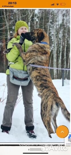 Собака в добрые руки