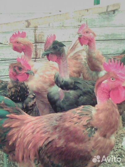 Голошейные цыплята