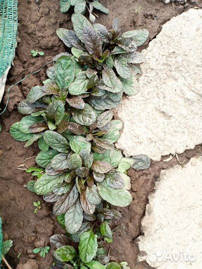 Многолетники и хвойники