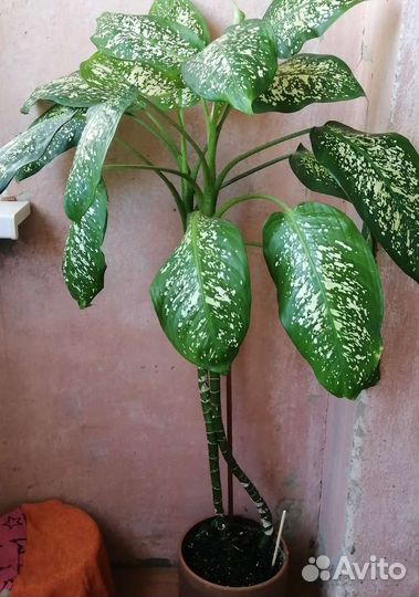 Диффенбахия