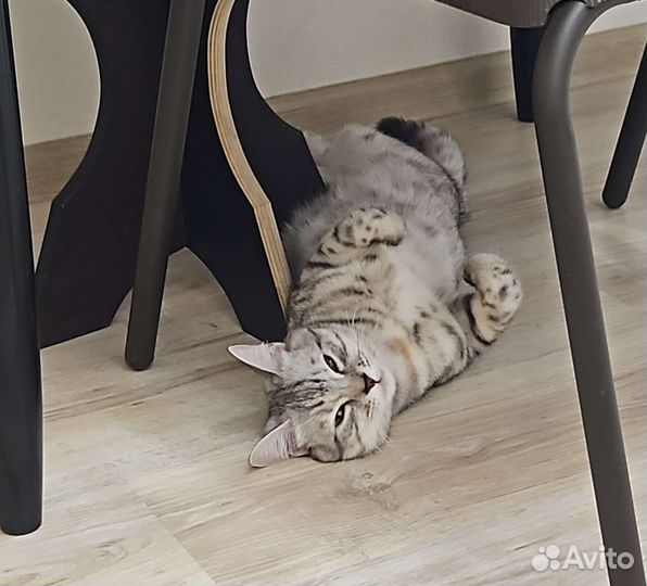 Кошечка в добрые руки