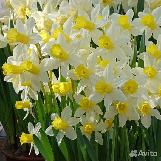 Цветы для сада