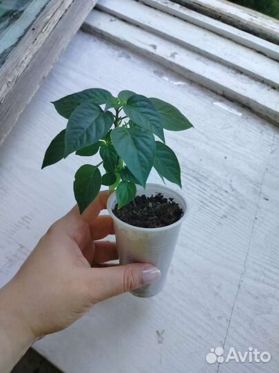 Комнатный горький перец