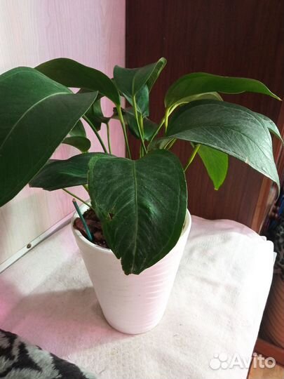 Комнатные растения аглаонема, антуриум и другие