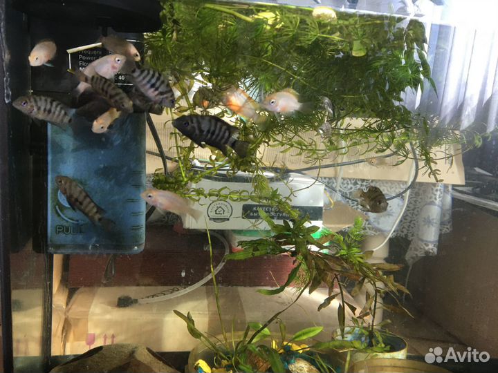 Рыбы цихлиды