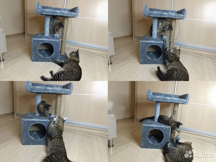 Когтеточка / дом для кошек