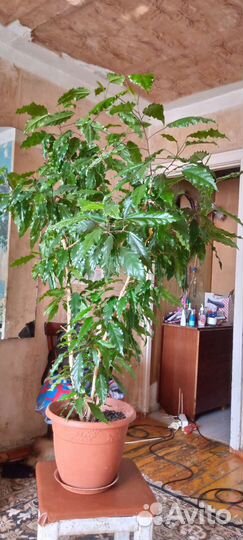 Гибискус китайская роза