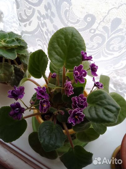 Фиалка в горшках