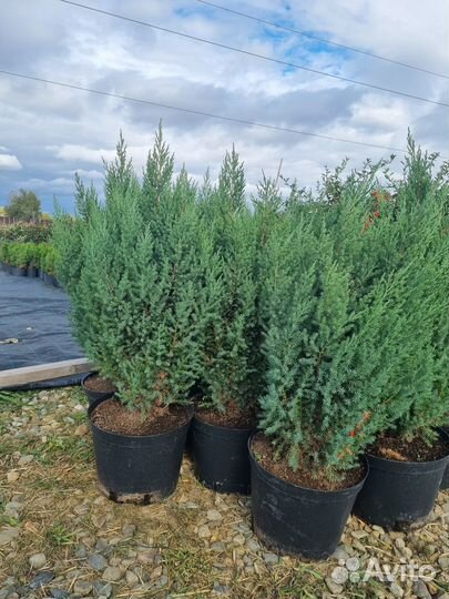 Растения Можжевельник китайский Стрикта