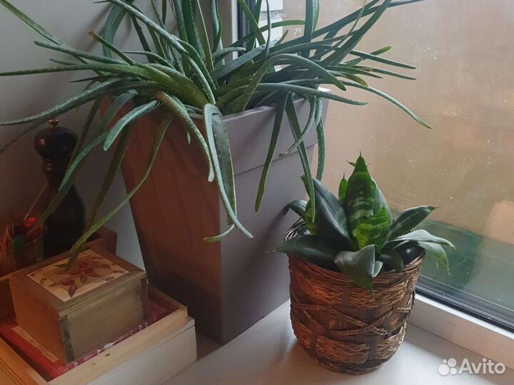 Алое набор растений