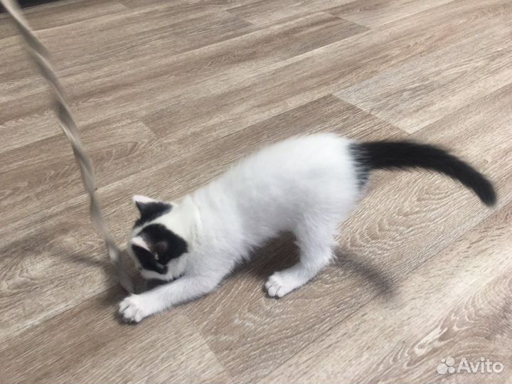 Шотландские котята в добрые руки бесплатно