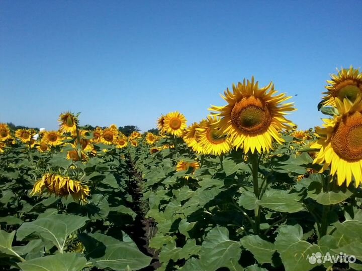 Семена подсолнечника Сорт: Союз репродукция элита