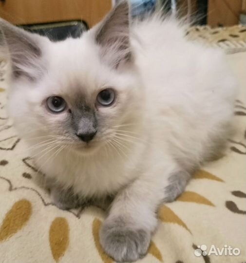 Котята регдолл