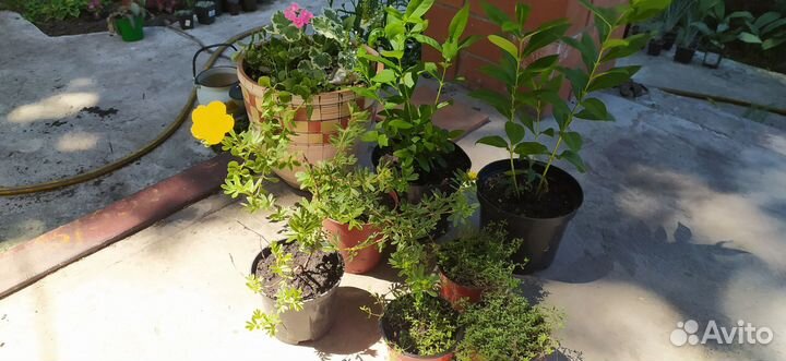 Многолетники неприхотливые