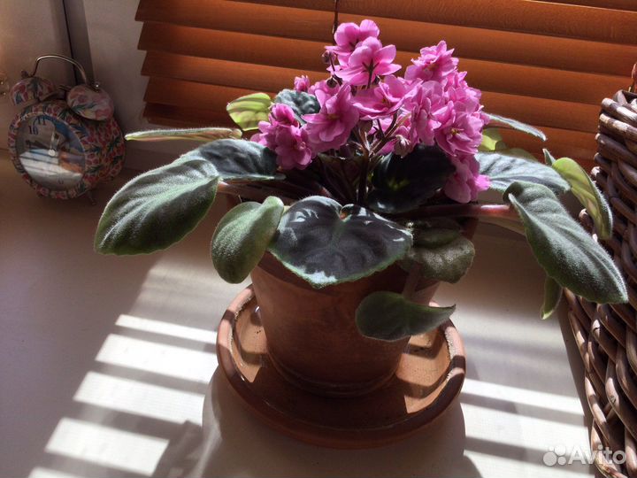 Хлорофитум.Фиалка.Садовый тройник