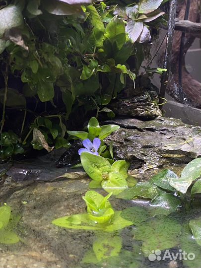 Обслуживание аквариумов