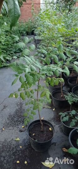 Кельрейтерия (псевдомыльное дерево)