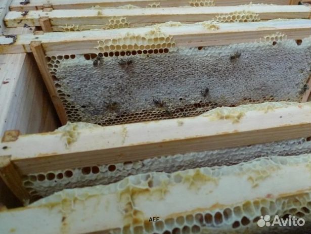 Мёд 24 года натуральный опт