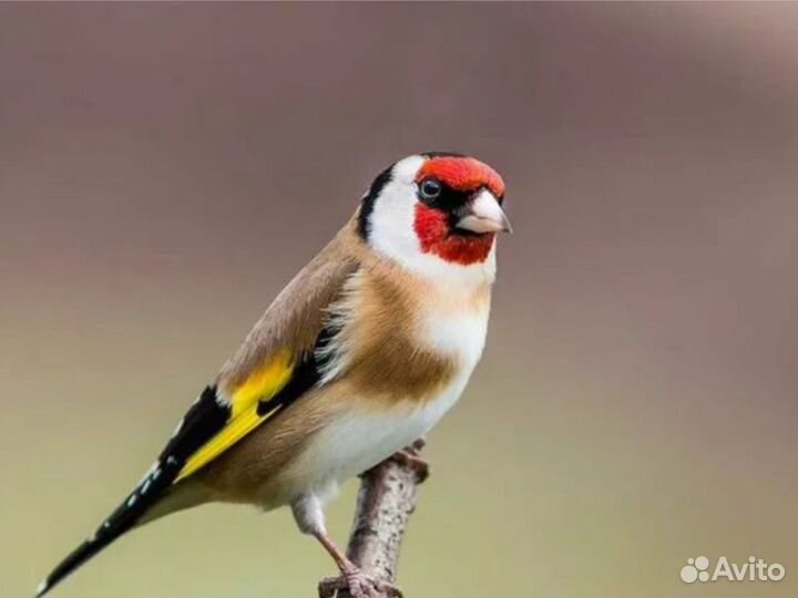 Певчие лесные птицы