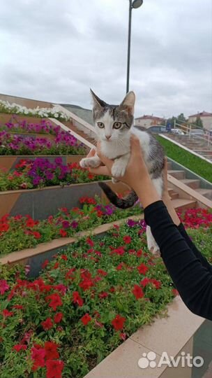 Котята мальчики и девочки