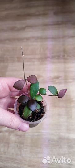 Хойи укорененные черенки