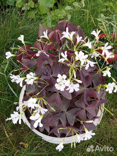 Рассада цветов