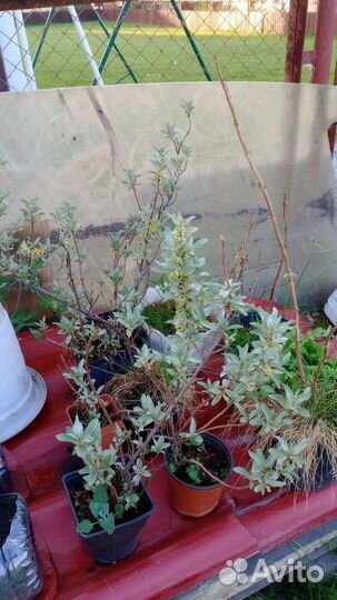 Лох серебристый деревца