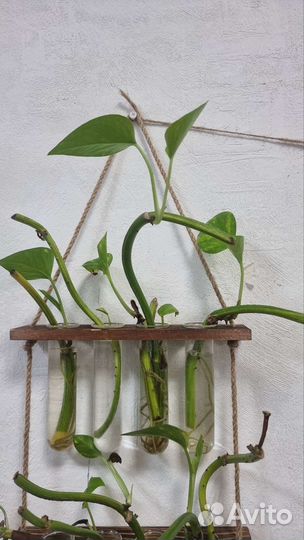 Сциндапсус золотистый