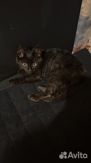 Котенок 2 месяца в добрые руки мальчик привезу