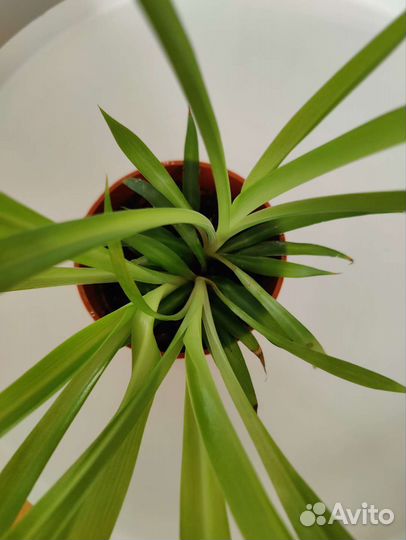 Хлорофитум