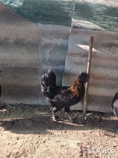 Молодые петухи